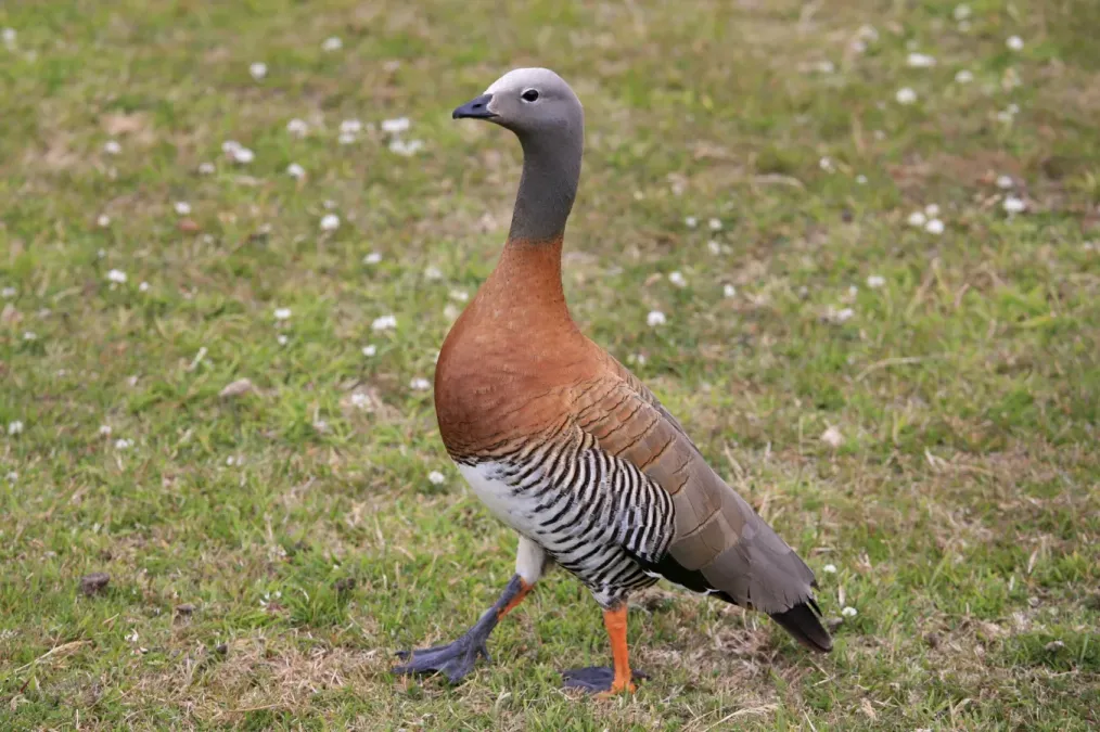 File:Chloephaga poliocephala -Patagonia-8.jpg