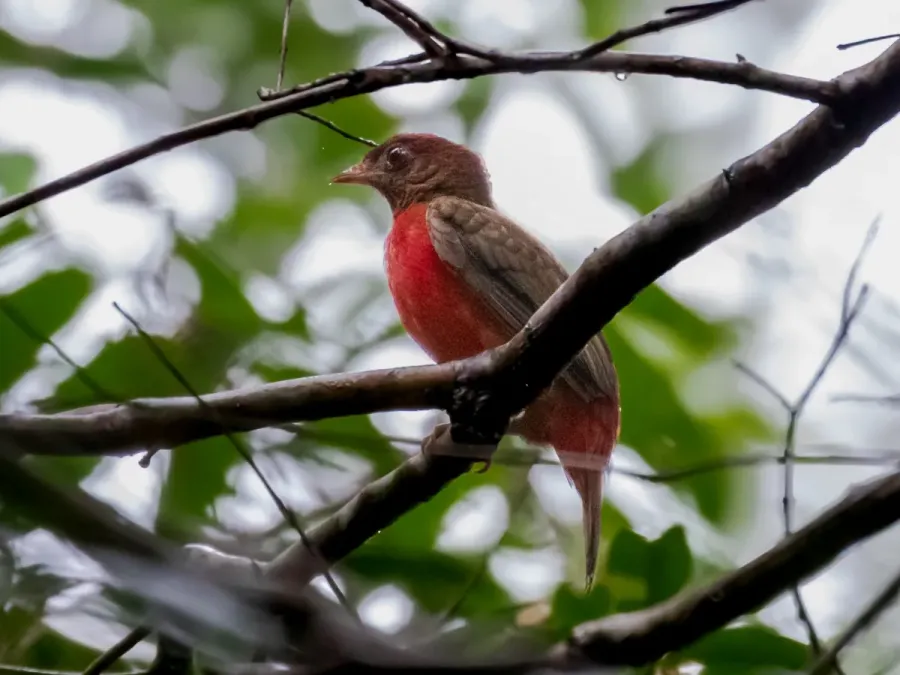 File:Phoenicircus nigricollis Black-necked red Cotinga (female); Manacapuru, Amazonas, Brazil.jpg