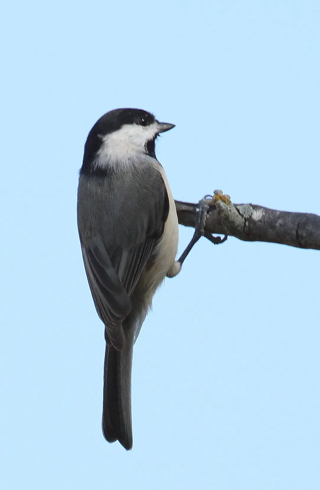 File:Poecile carolinensis (2).jpg