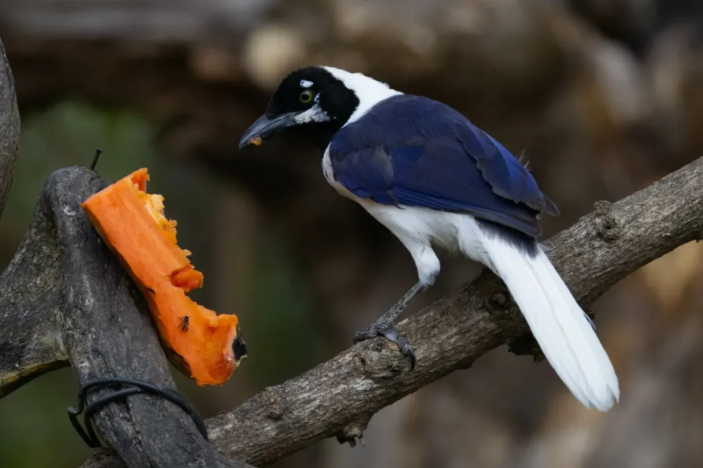 File:Cyanocorax mystacalis 323098307.jpg