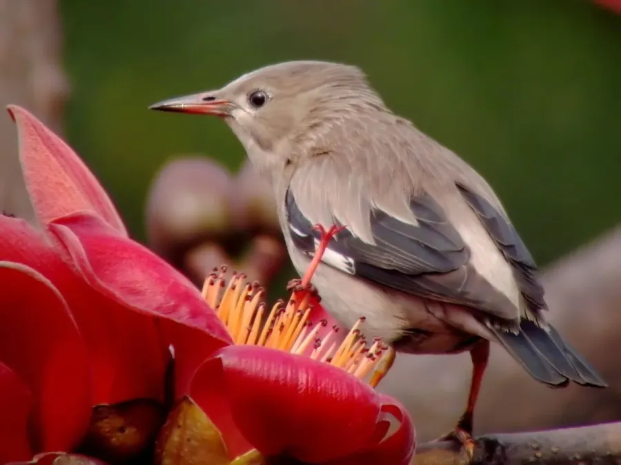 File:Flower Lover Spodiopsar sericeus.jpg