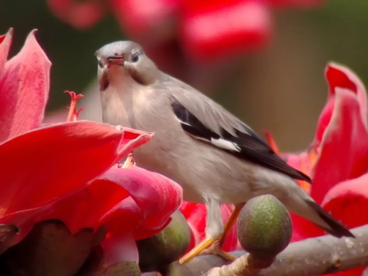 File:Feeding Spodiopsar sericeus.jpg