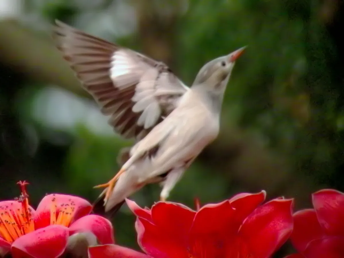 File:Taking Off Spodiopsar sericeus.jpg