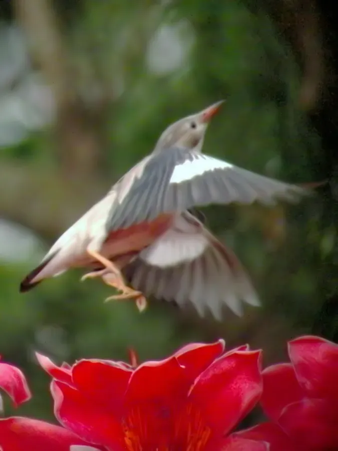 File:Flying Spodiopsar sericeus.jpg