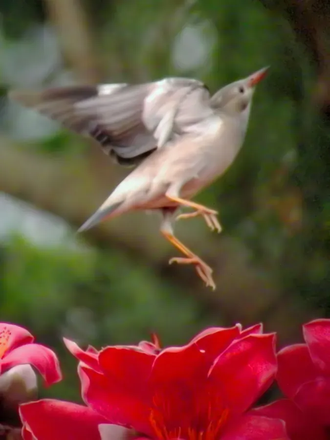 File:Spodiopsar sericeus Flying.jpg