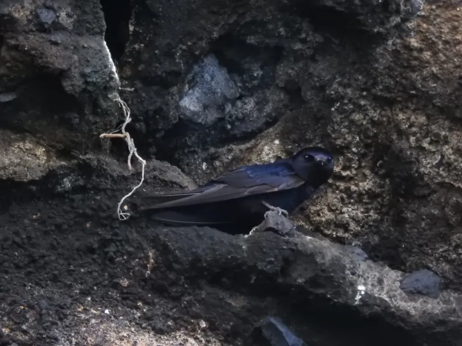 File:Progne modesta 109974847.jpg