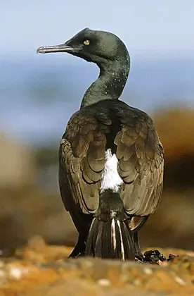 File:Phalacrocoraxneglectus.jpg