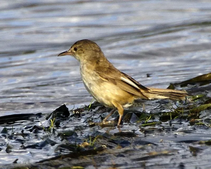 File:Australian Reed-Warbler (Acrocephalus australis).jpg