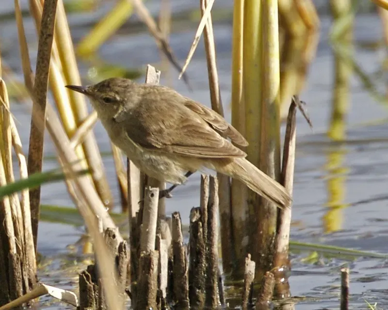 File:Australian Reed-Warbler (Acrocephalus australis) 1.jpg