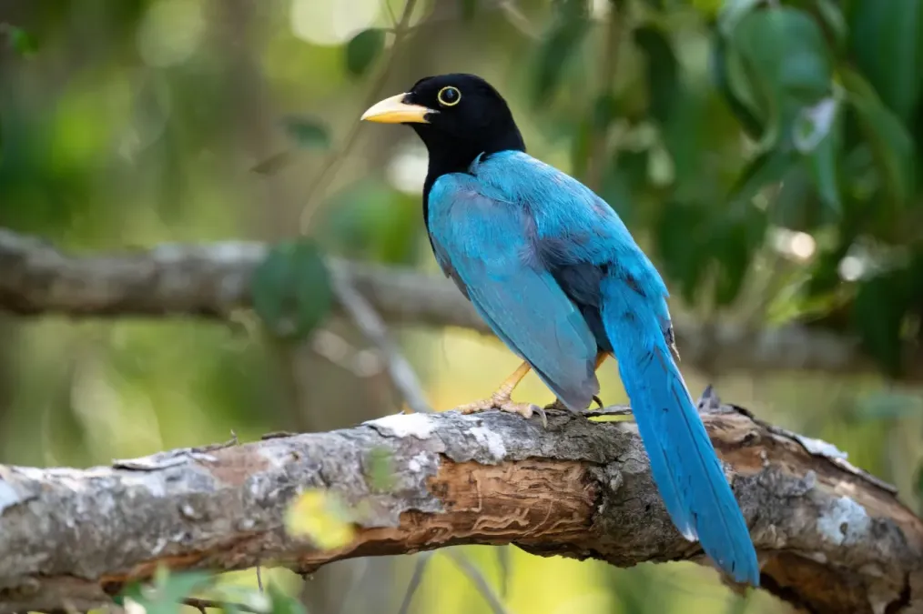 File:Cyanocorax yucatanicus 339619349.jpg