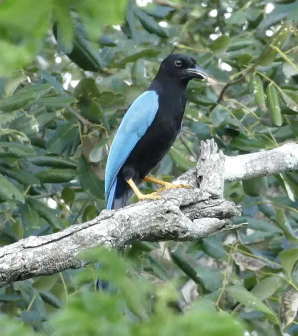 File:Cyanocorax yucatanicus 182199970.jpg