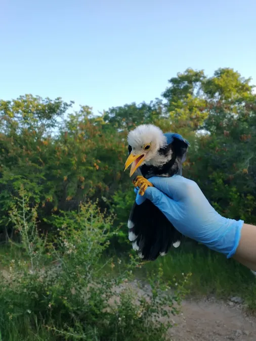 File:Cyanocorax yucatanicus 161742222.jpg