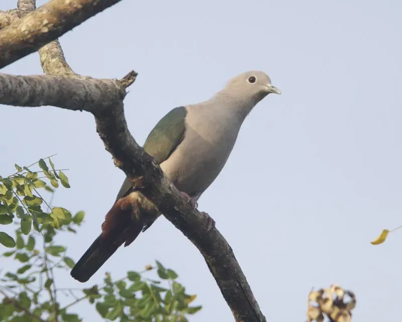 File:Green Imperial-Pigeon (Ducula aenea) 3.jpg
