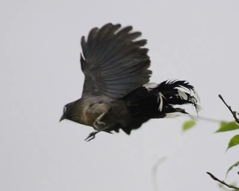File:Blue-faced Malkoha (Phaenicophaeus viridirostris) 3.jpg