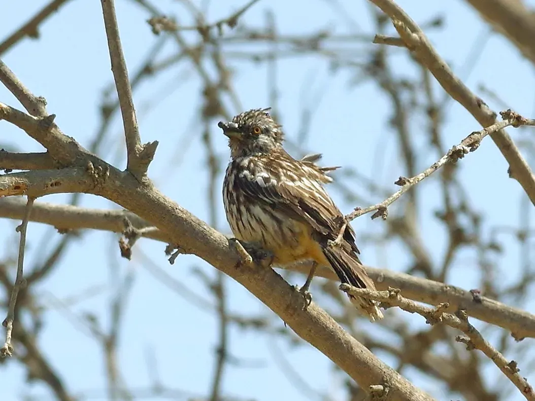 File:Phytotoma raimondii, female, at Talara, Piura, Peru 1 (cropped).jpg