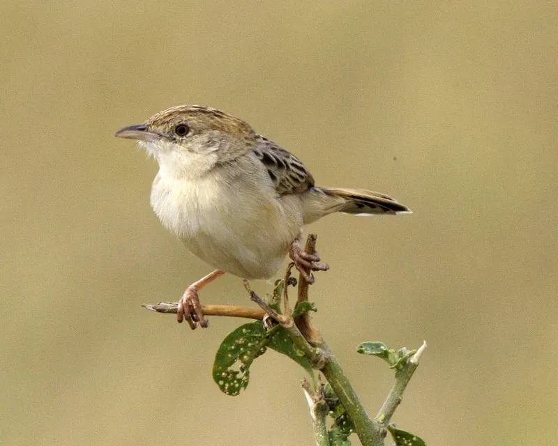 File:Desert Cisticola (Cisticola aridulus) 1.jpg