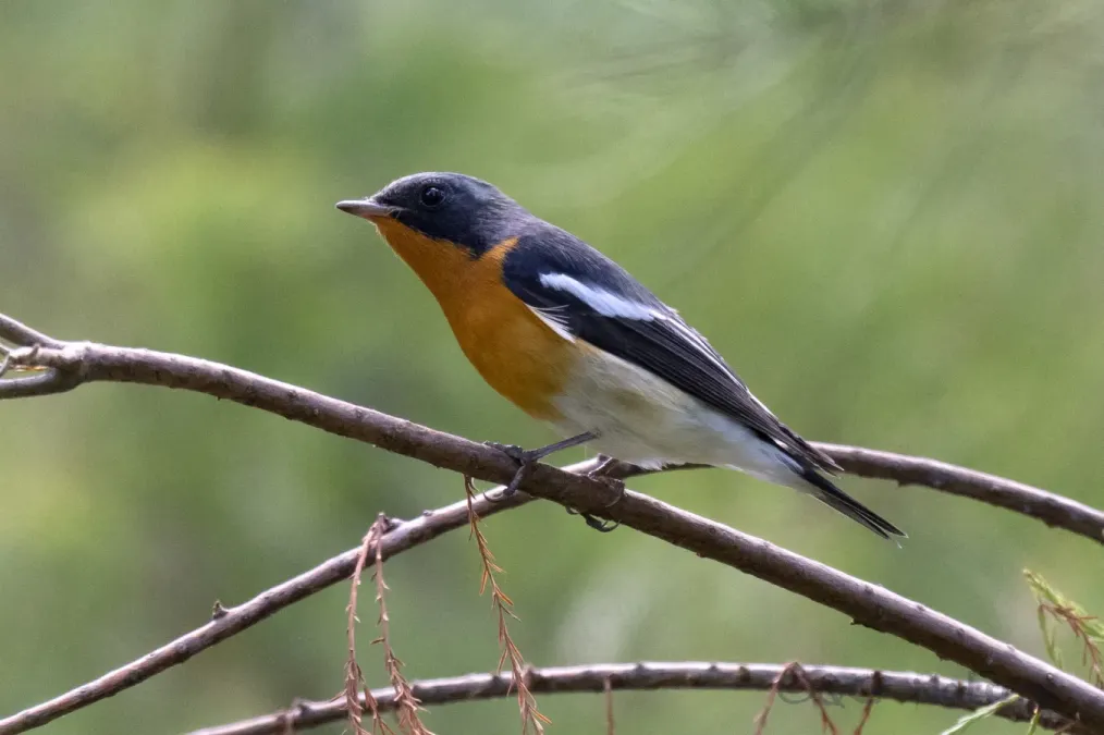 File:Ficedula mugimaki 243653507.jpg