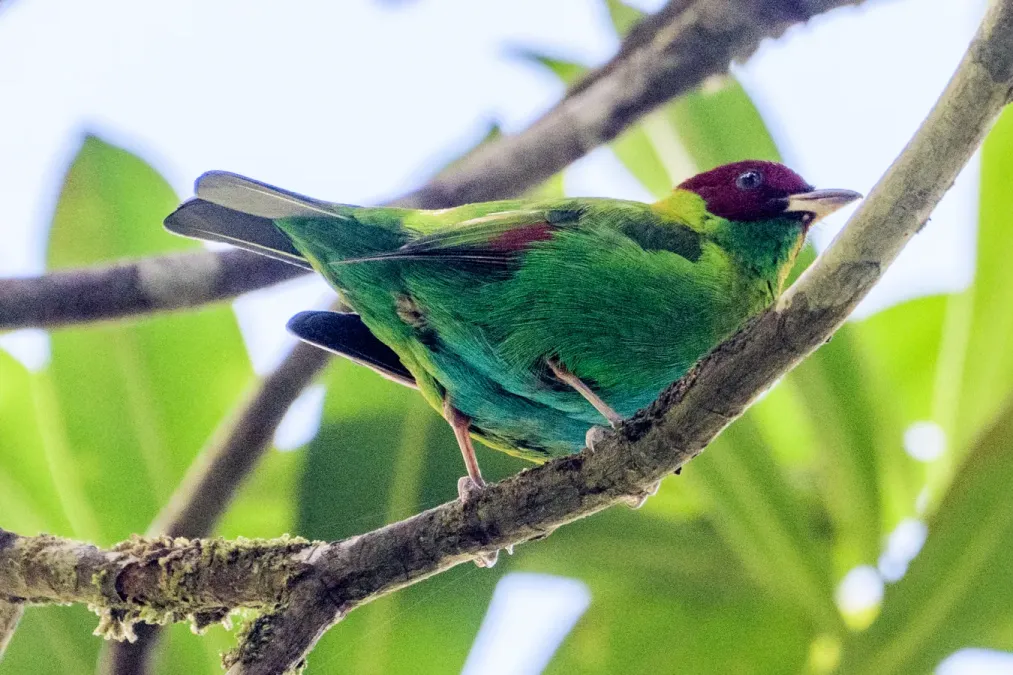 File:Tangara lavinia 182297538.jpg