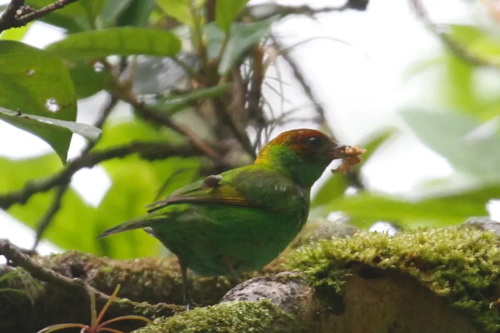 File:Tangara lavinia 241880847.jpg
