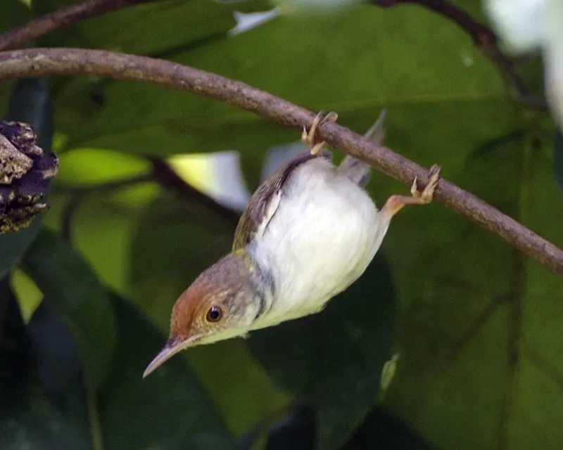 File:Dark-necked Tailorbird (Orthotomus atrogularis).jpg