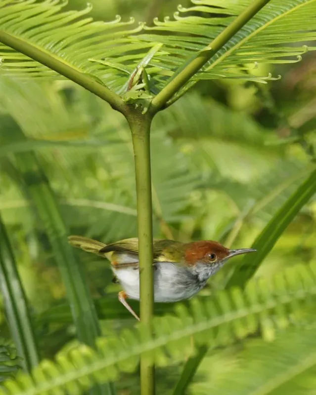 File:Dark-necked Tailorbird (Orthotomus atrogularis) - Male.jpg