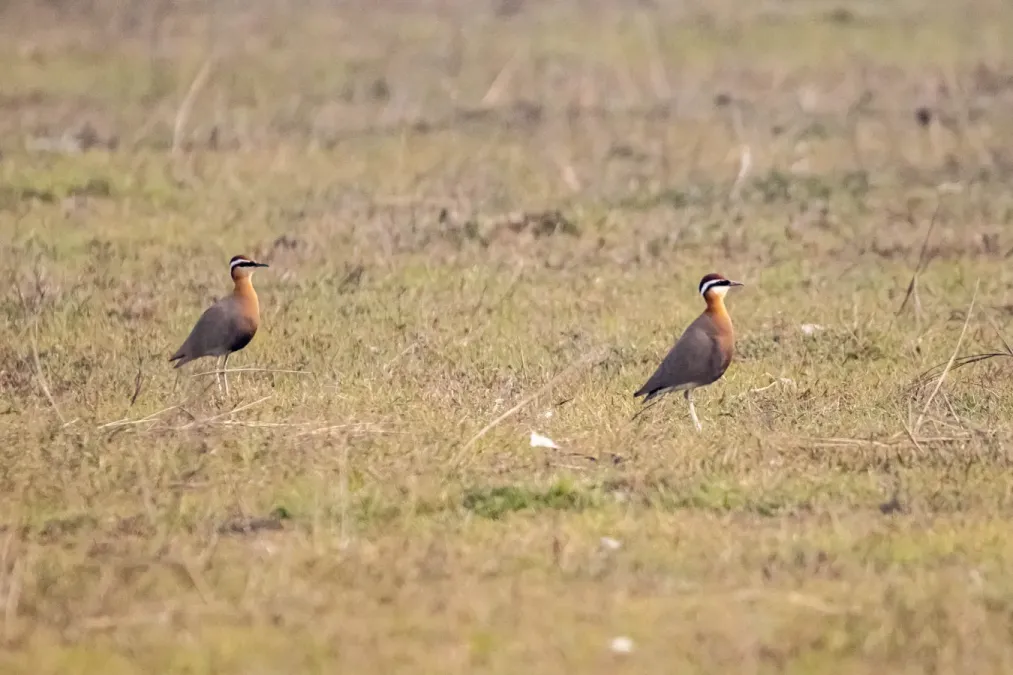 File:Indian courser (Cursorius coromandelicus) 2024 (4).jpg