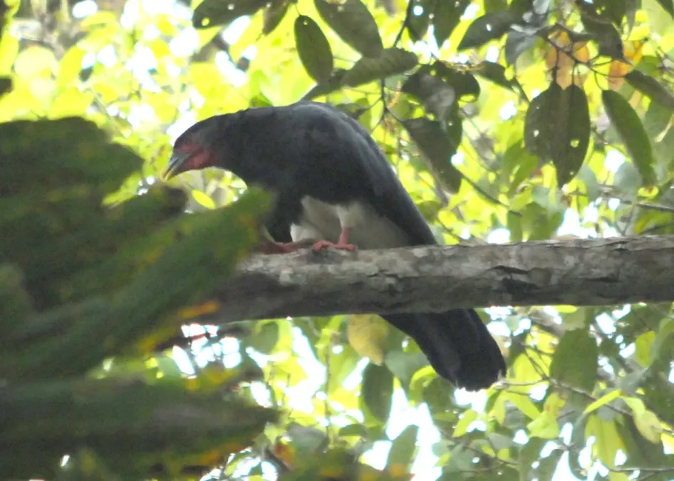 File:Ibycter americanus 2.jpg
