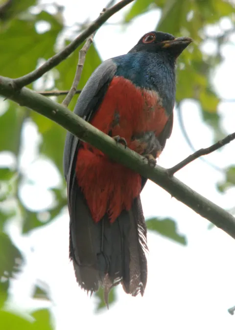 File:Trogon melanurus 1.jpg