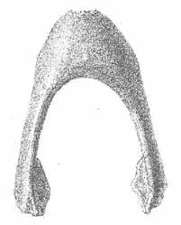 File:Mascarinus mandible dorsal.jpg