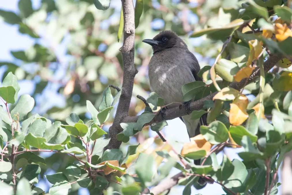 File:Pycnonotus barbatus barbatus Morocco.jpg