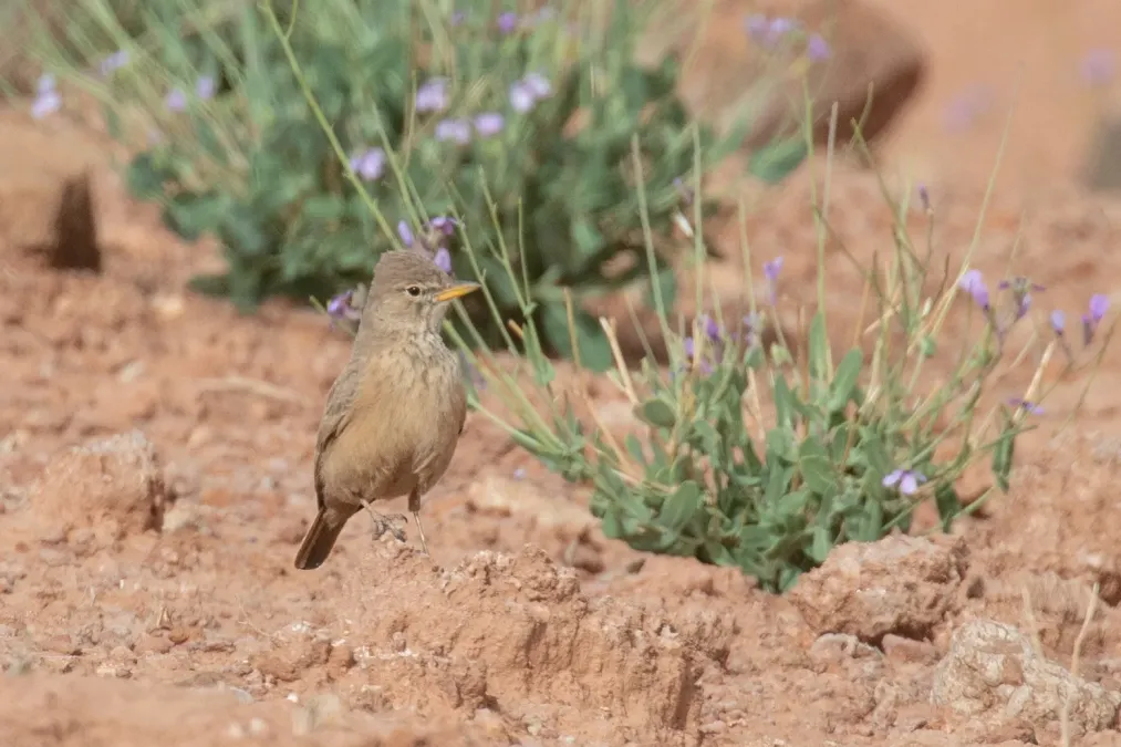 File:Ammomanes deserti payni Morocco.jpg
