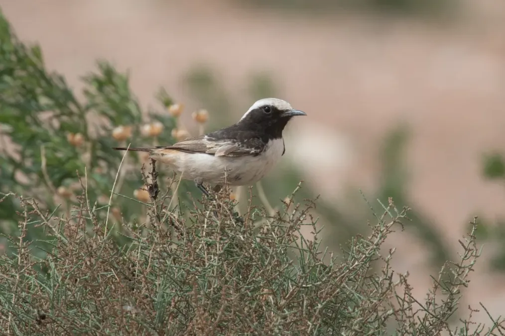 File:Oenanthe moesta Morocco.jpg