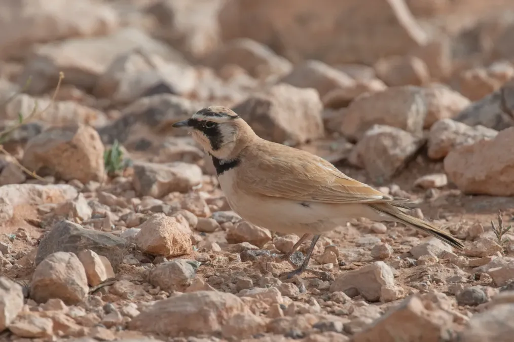 File:Eremophila bilopha Morocco.jpg