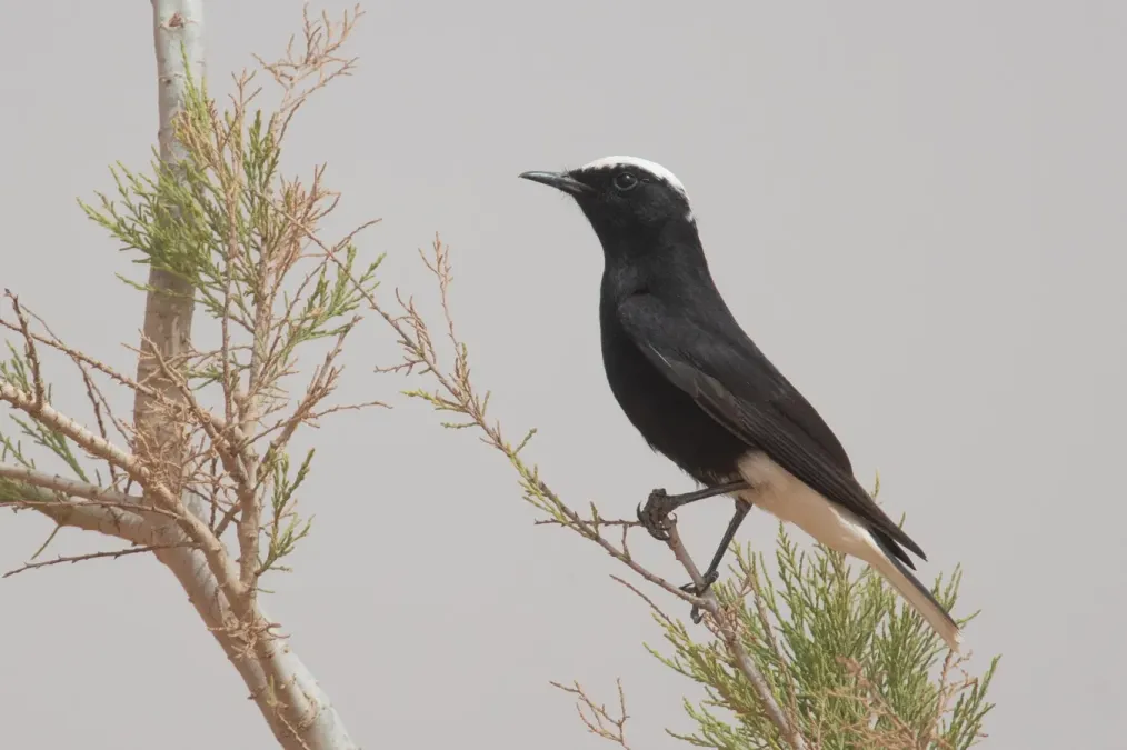 File:Oenanthe leucopyga leucopyga Morocco.jpg