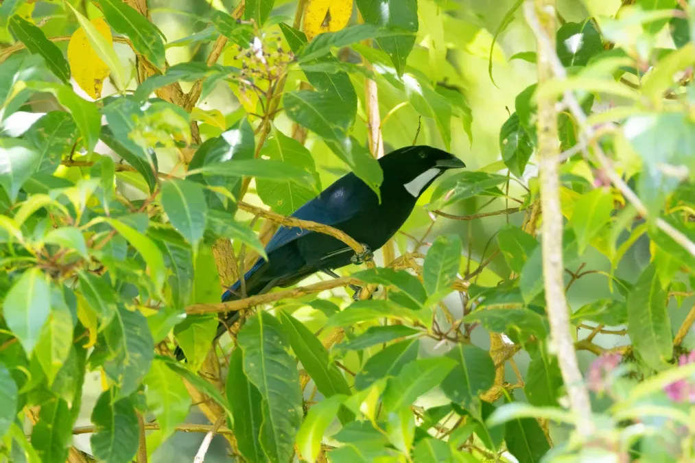 File:Cyanolyca argentigula 350270939.jpg