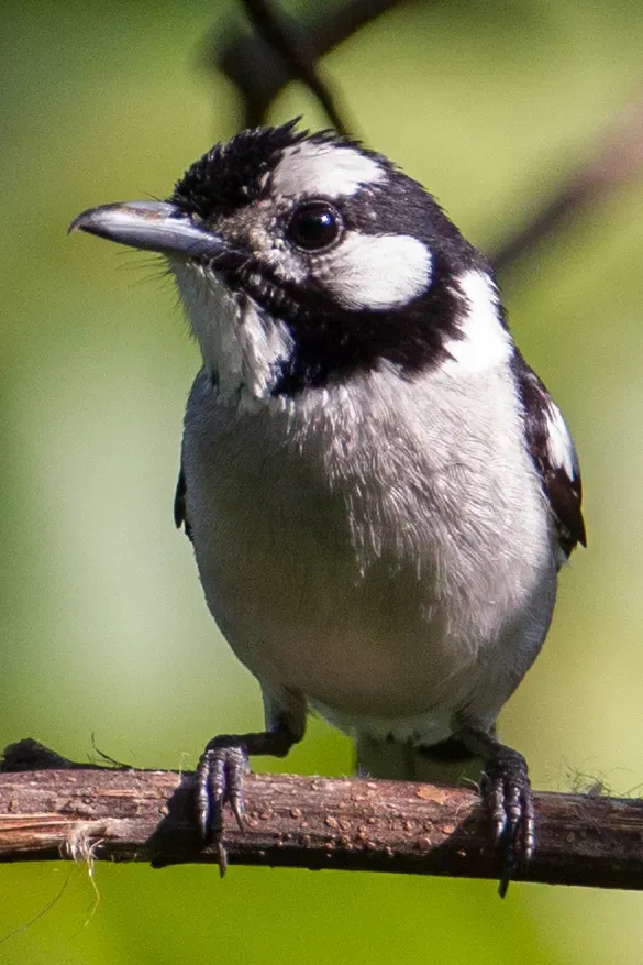 File:Carterornis pileatus pileatus 107840258.jpg