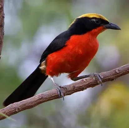 File:Laniarius barbarus 2.jpg