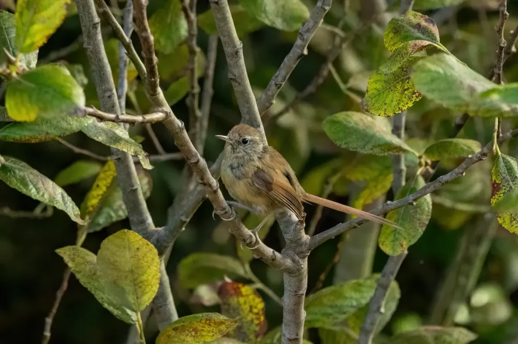 File:Sylviorthorhynchus desmursii 357476263.jpg