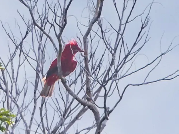 File:Haematoderus militaris Crimson Fruitcrow; Manaus, Amazonas, Brazil.jpg