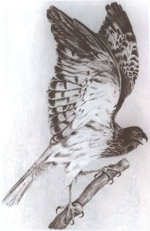 File:Circus maillardi male lithograph.jpg
