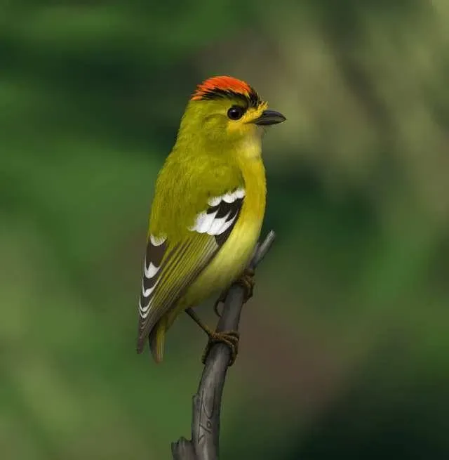 File:Procura-se ( Calyptura cristata ) (12482704514).jpg