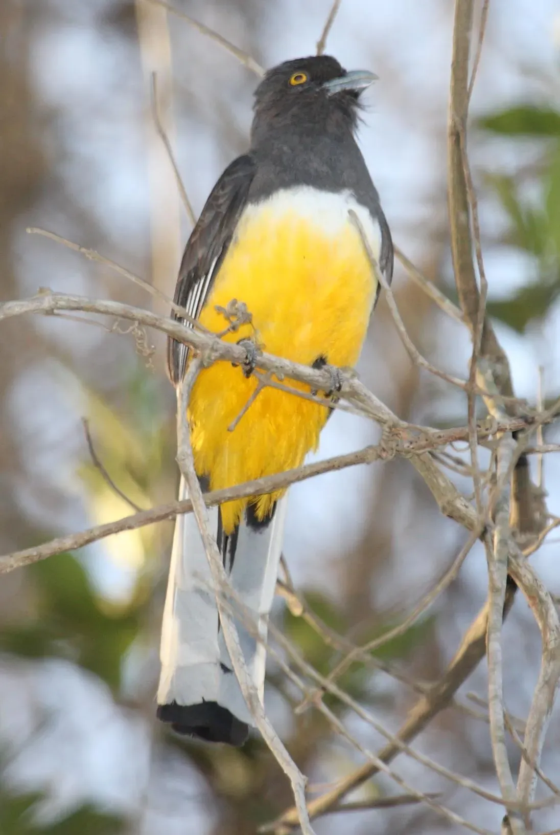 File:Trogon citreolus 1.jpg