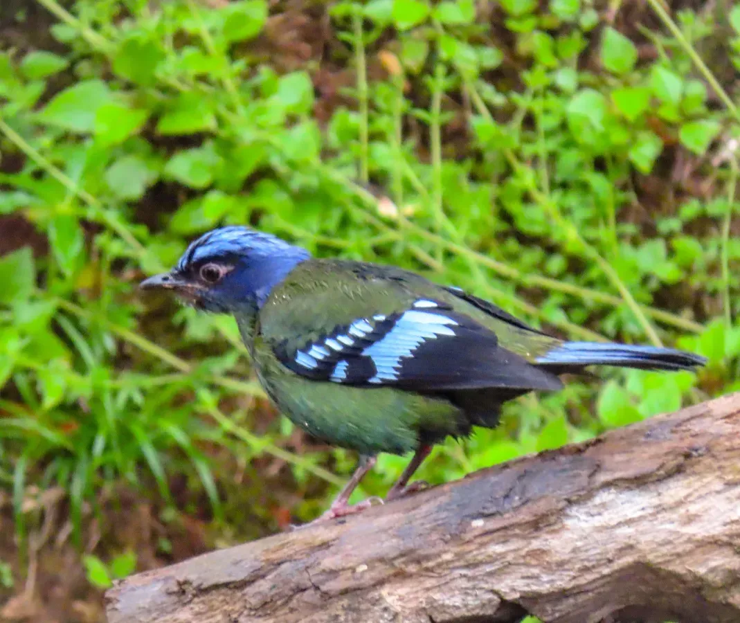 File:Cochoa viridis 201487089.jpg