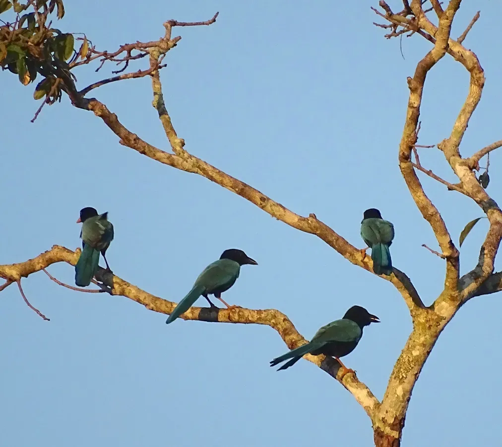 File:Cyanocorax yucatanicus 179014624.jpg