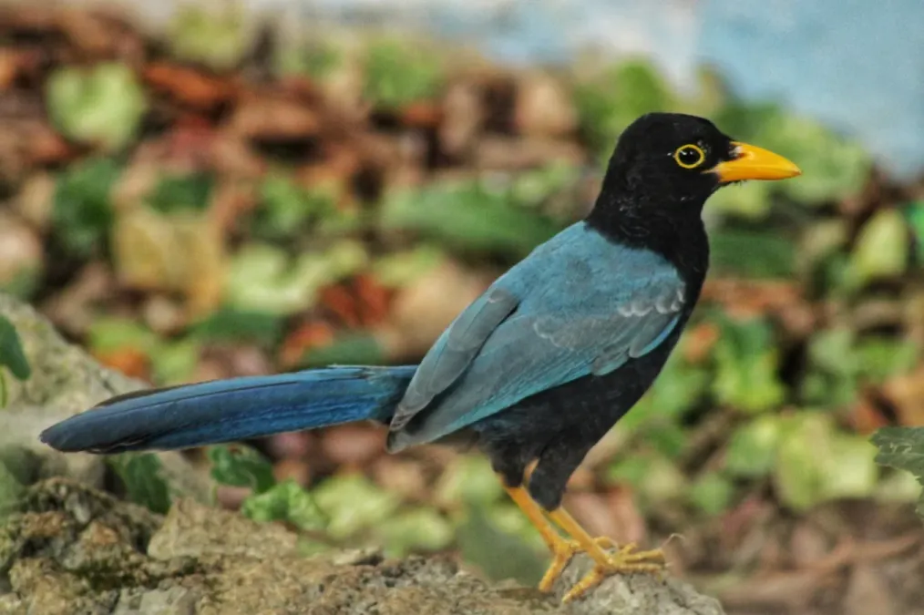 File:Cyanocorax yucatanicus 173728476.jpg