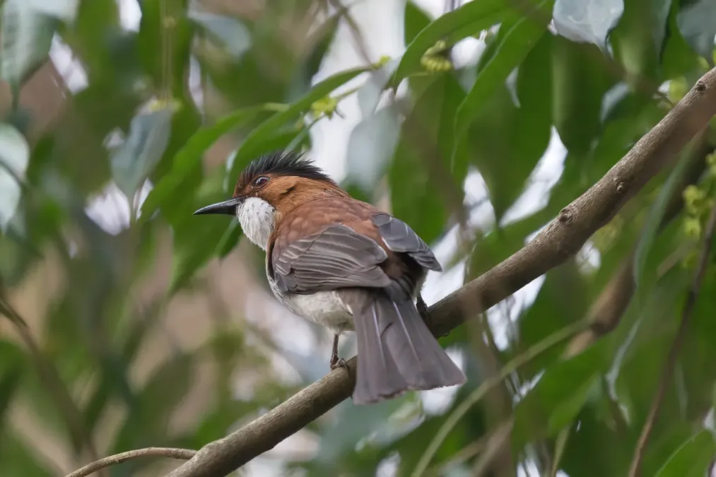 File:Hemixos castanonotus-A9 00425.jpg