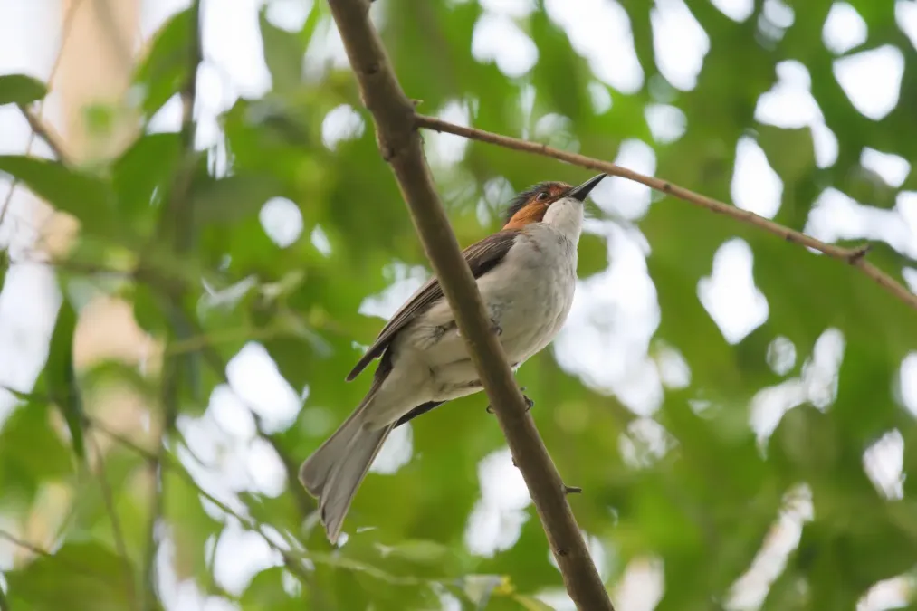 File:Hemixos castanonotus-A9 00441.jpg