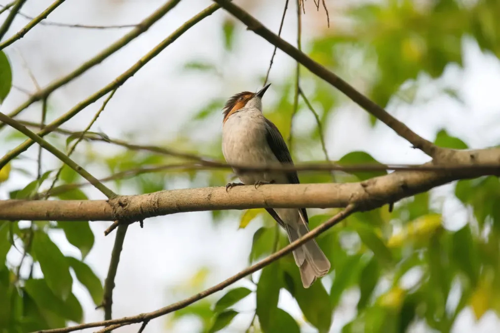 File:Hemixos castanonotus-A9 00497.jpg