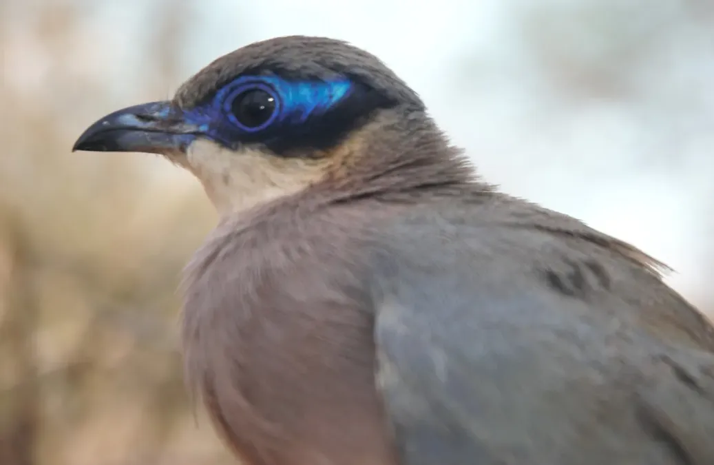 File:Coua coquereli, Coua de Coquerel, Coquerel's Coua Parc national de Tsimanampetsotsa - Madagascar.jpg