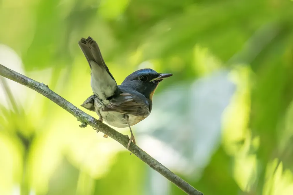 File:Cyornis glaucicomans 252219374.jpg